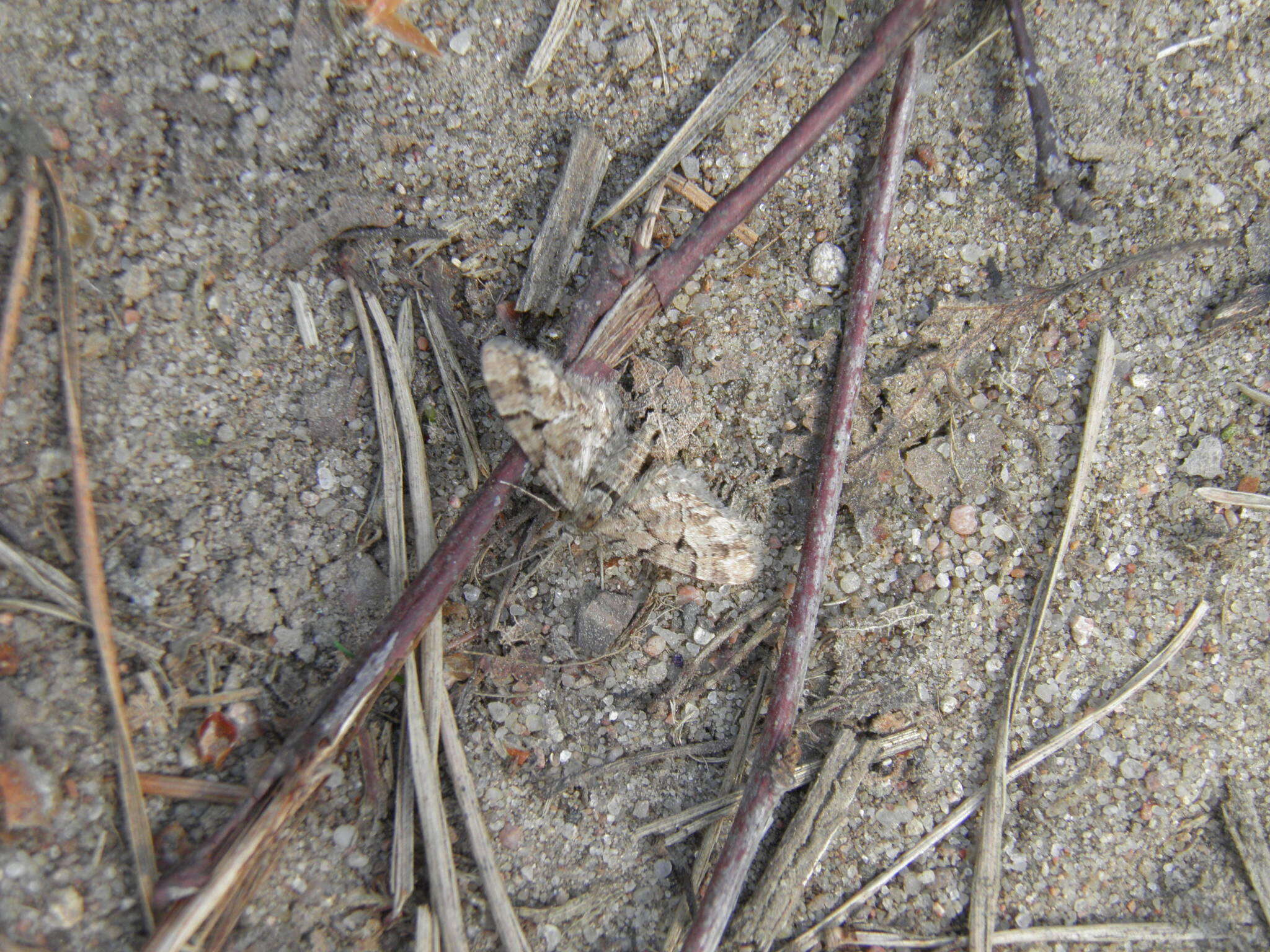 Image of lanceolate-winged pug