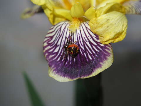 صورة Synema globosum (Fabricius 1775)