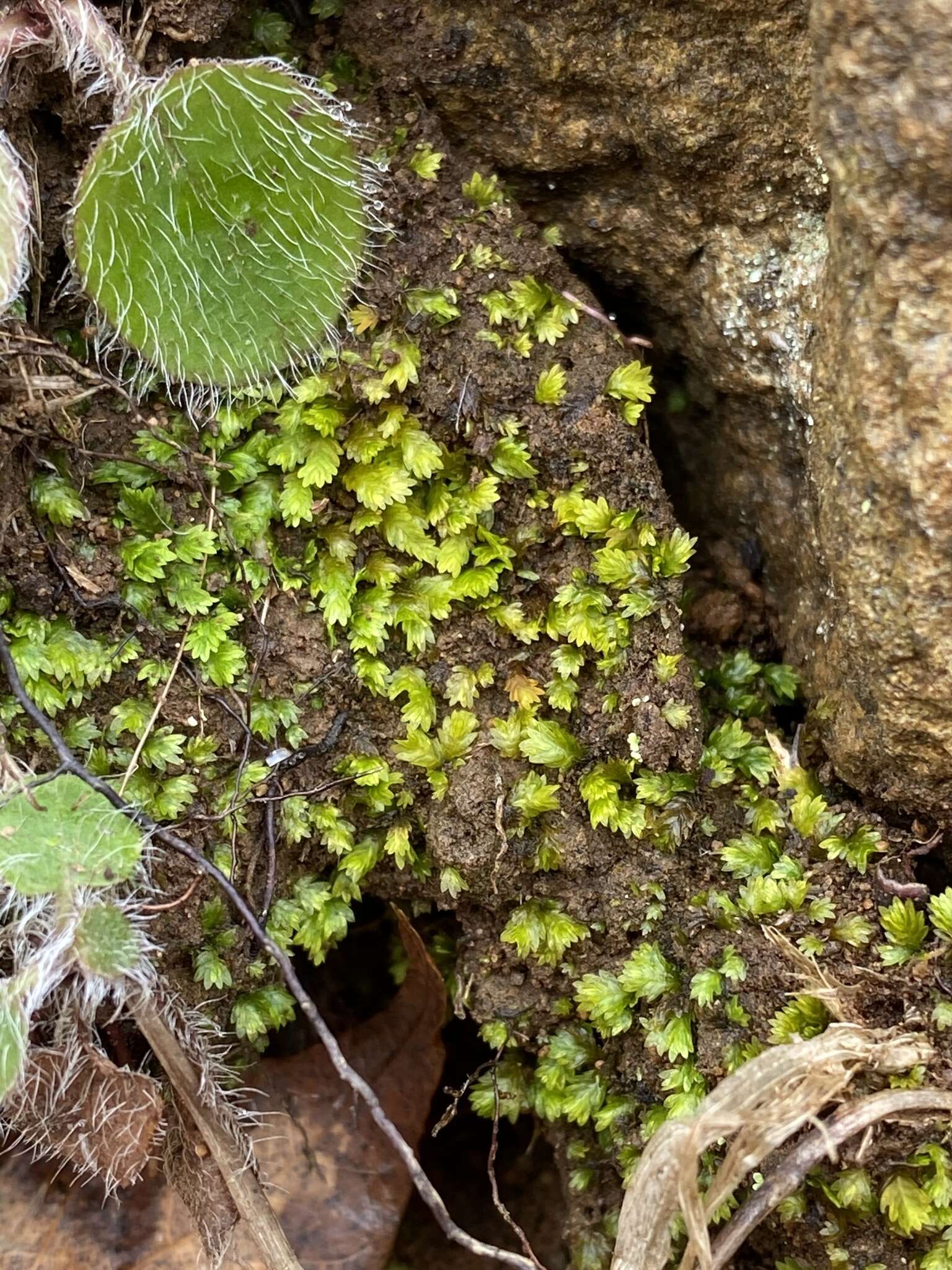 Image of Bush's fissidens moss