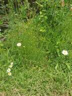 Image de Linum trigynum L.