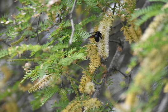 Imagem de Xylocopa darwini Cockerell 1926