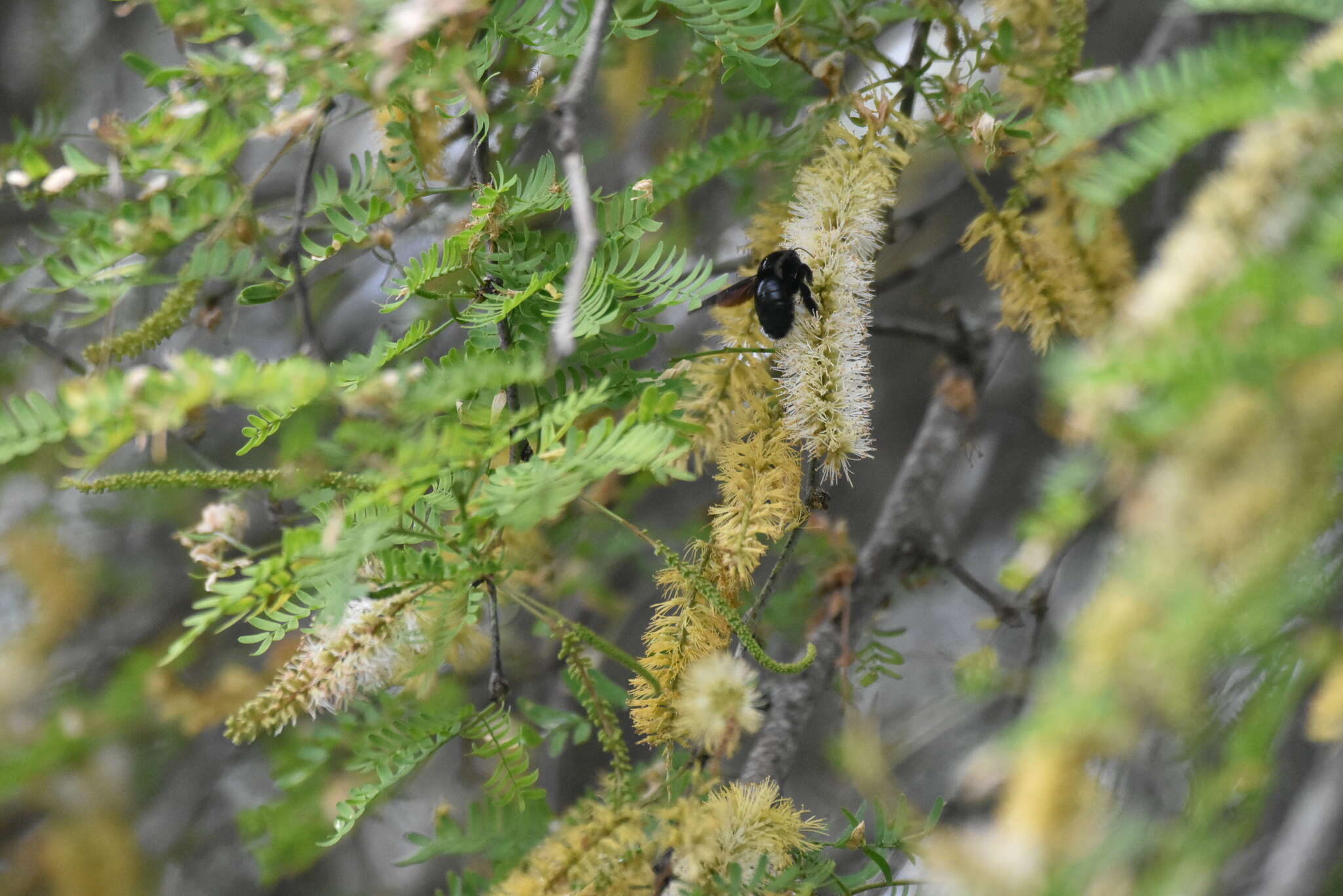 Image of Xylocopa darwini Cockerell 1926