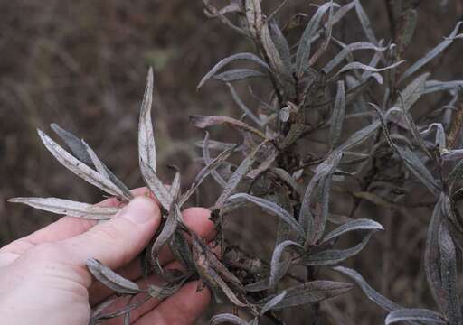 صورة Salix candida Flüggé ex Willd.