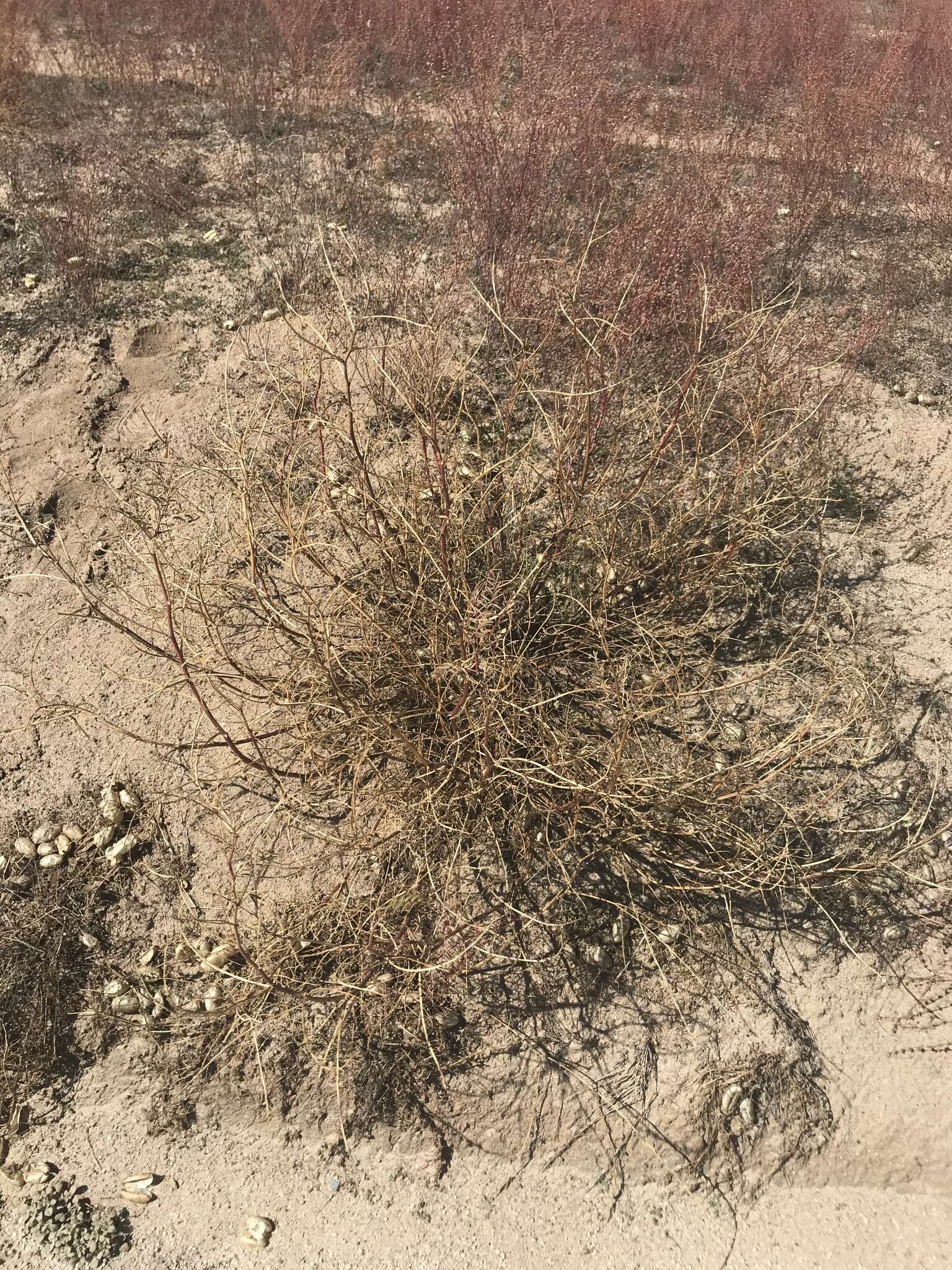 Astragalus douglasii var. perstrictus (Rydb.) Munz & Mc Burney resmi