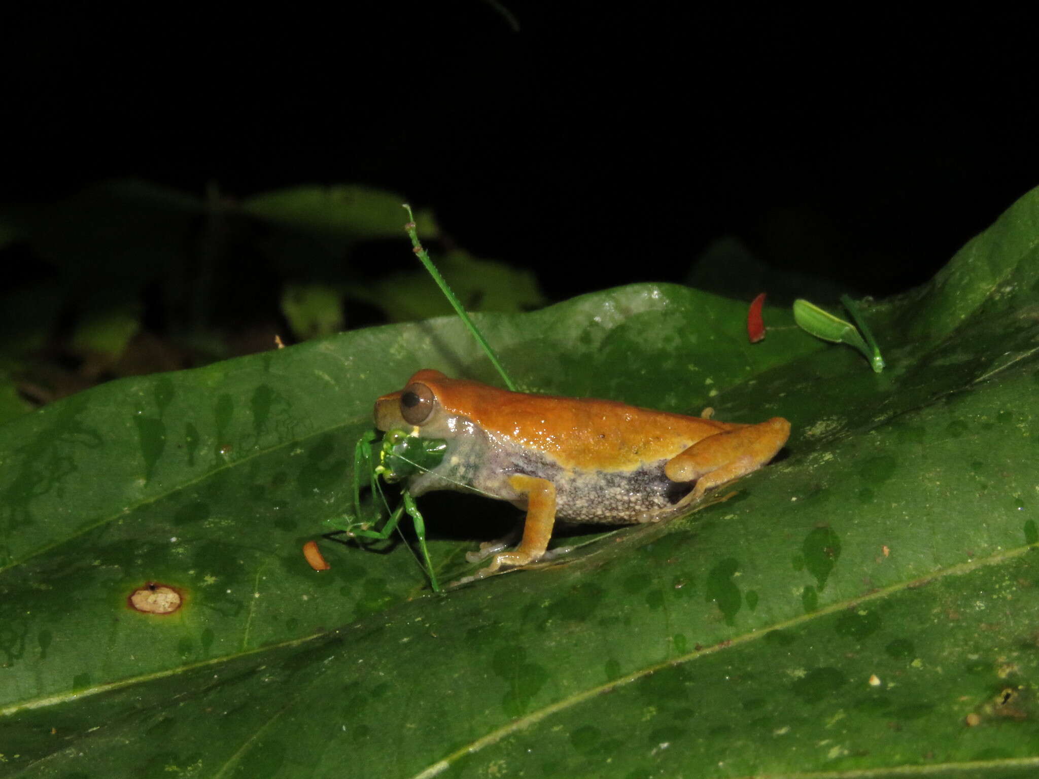 Image of Koechlin's Treefrog