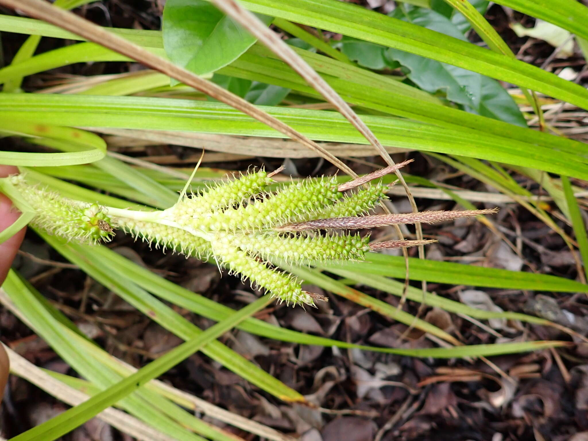 Imagem de Carex wahuensis C. A. Mey.