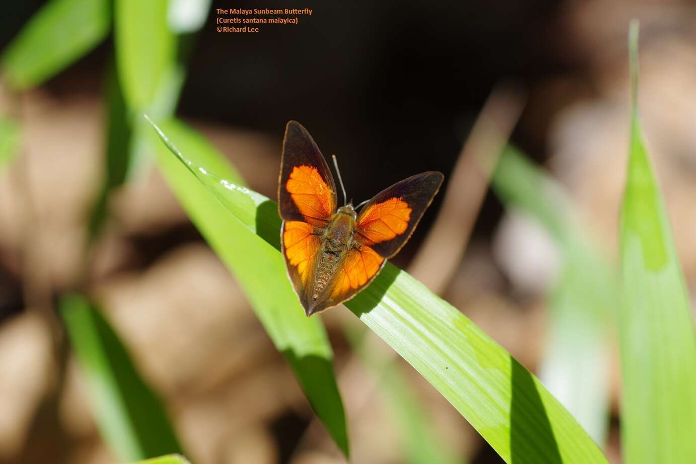 Image of Curetis santana malayica Fruhstorfer 1908