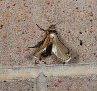 Image of Cryptophasa argyrias