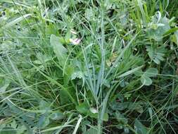 Image of Lathyrus digitatus (M. Bieb.) Fiori