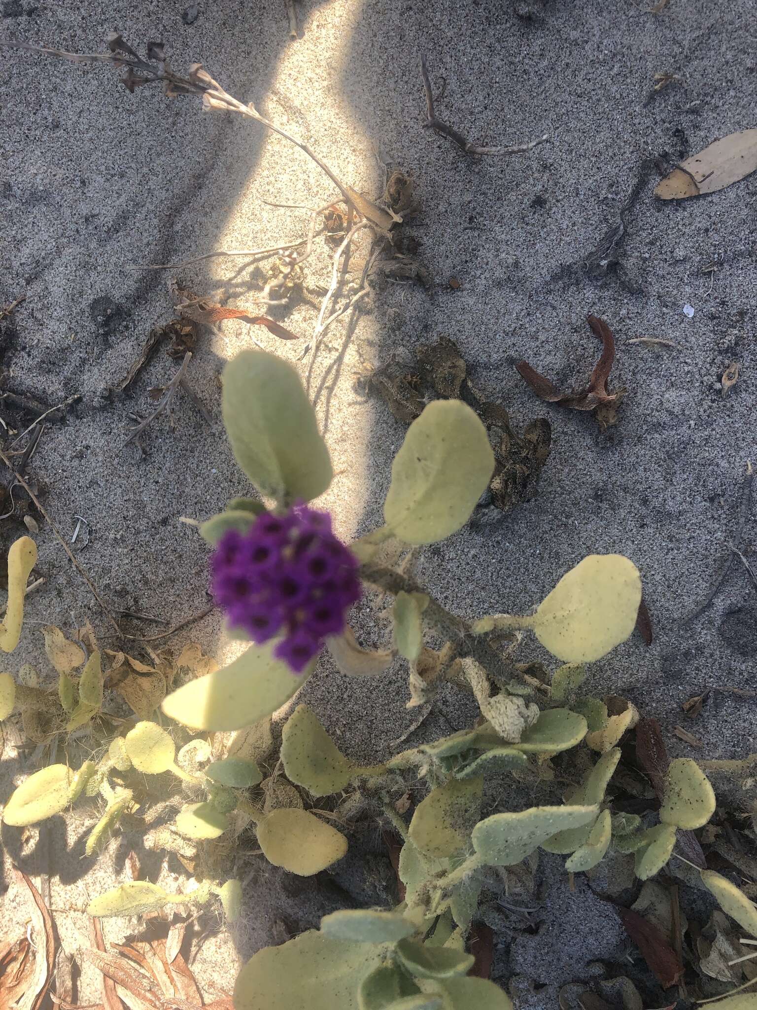 Image of Abronia maritima subsp. maritima