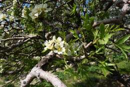 Image of Pyrus regelii Rehd.