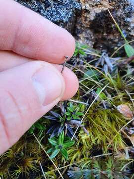 Image of Celmisia gibbsii Cheeseman