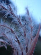 Image of Andropogon eucomus Nees