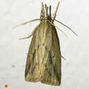 Image of Sugarcane borer moth