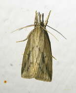 Image of Sugarcane borer moth