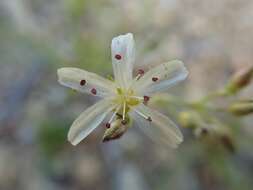 Image of King's sandwort