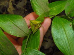 Image of Florida Bellwort