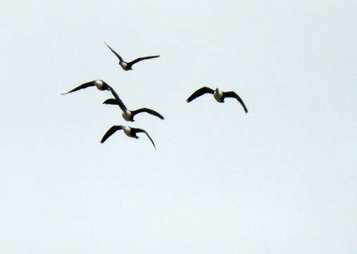 Image of American Comb Duck