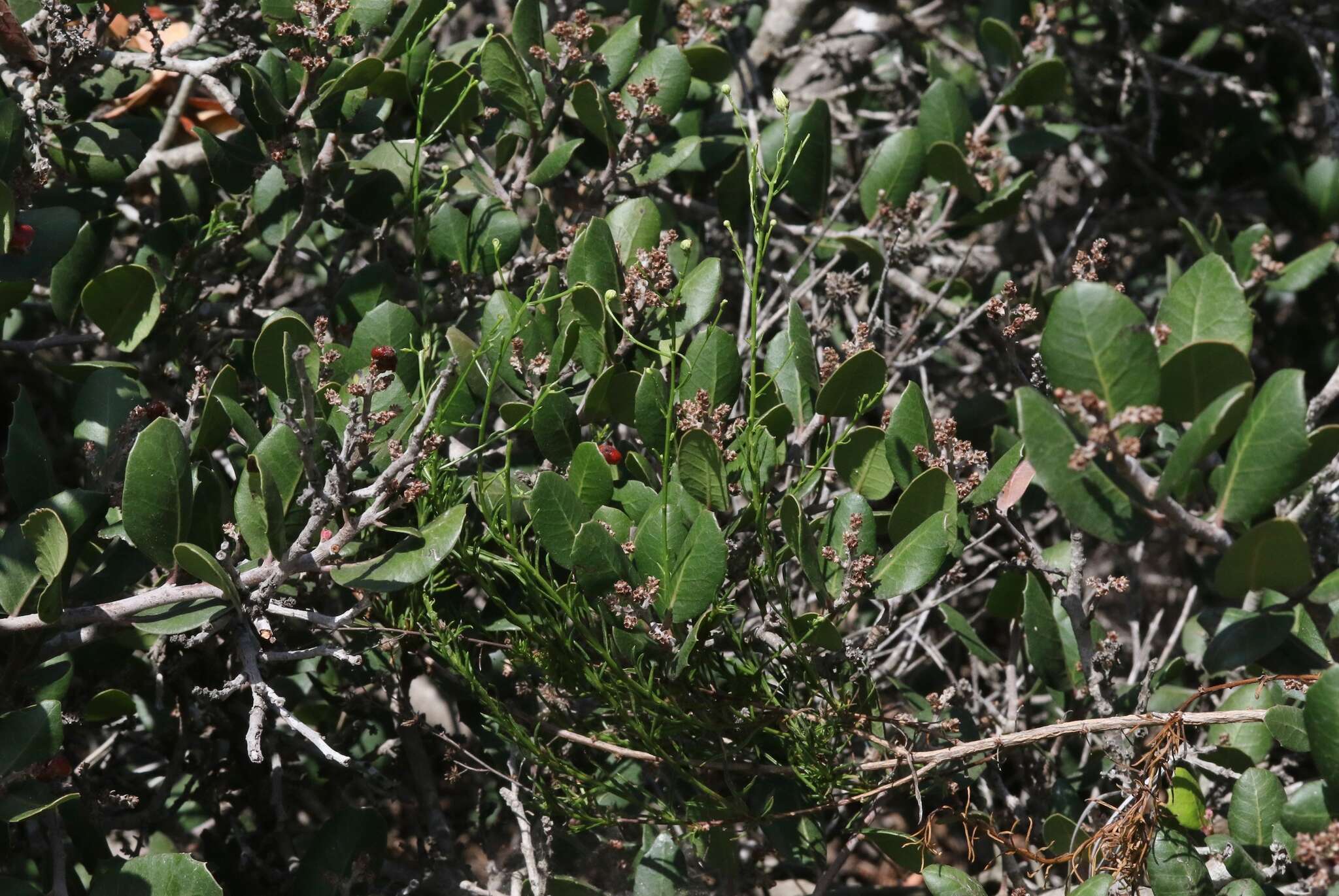 Image of Encinitis false willow