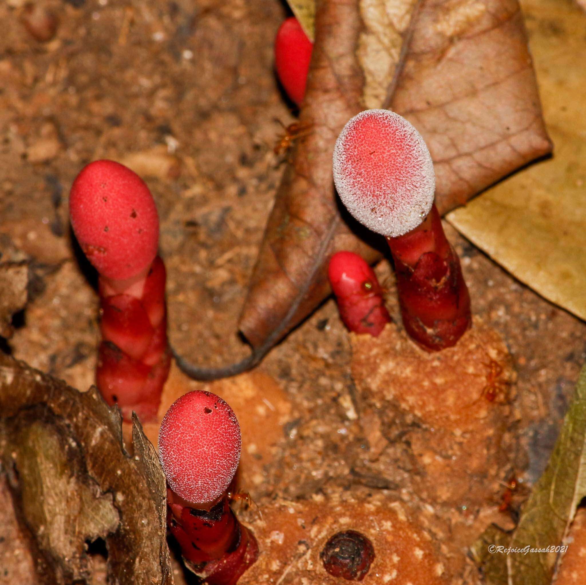 Image of Balanophora dioica R. Br. ex Royle