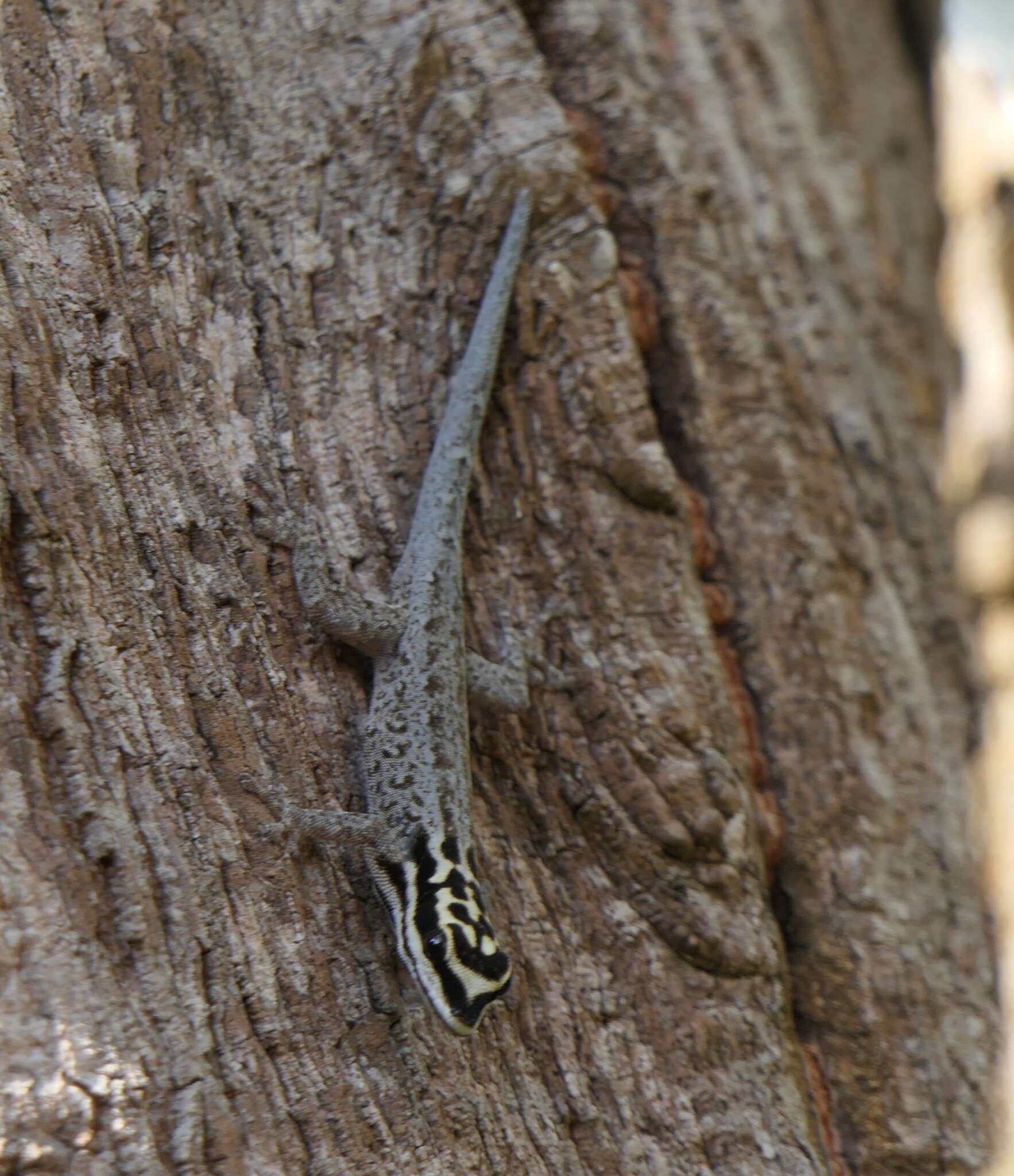 صورة Lygodactylus mombasicus Loveridge 1935