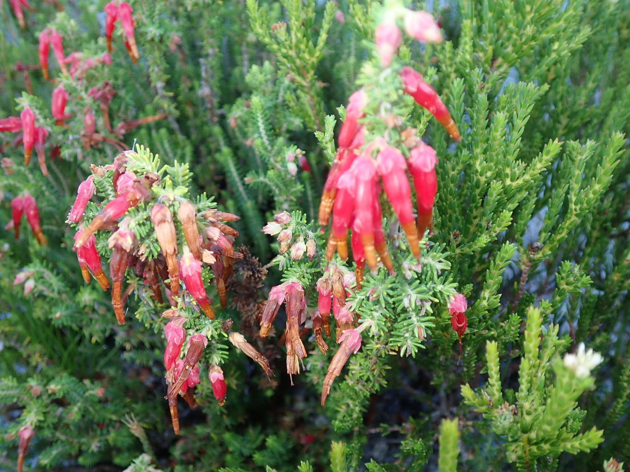 Image of <i>Erica monadelphia</i>