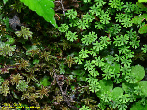 Image of Marchantia emarginata Reinw., Blume & Nees