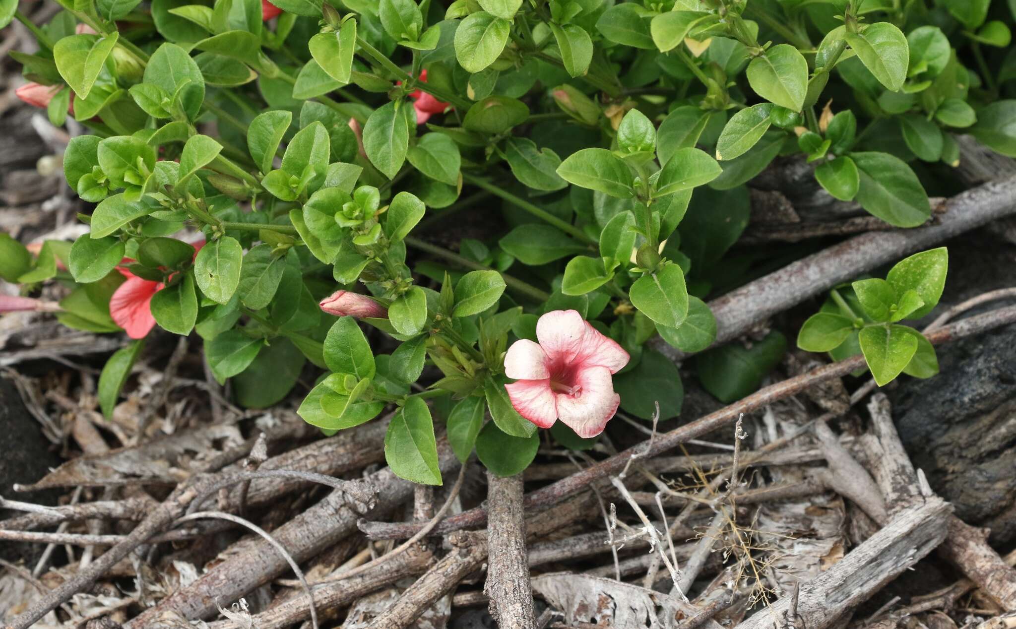 Imagem de Barleria repens Nees