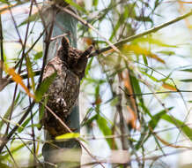 Image of Oriental Scops Owl