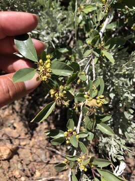 Image of red buckthorn