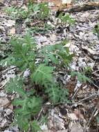 Image of whiteflower leafcup