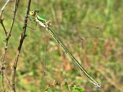 Image of Small Emerald Spreadwing