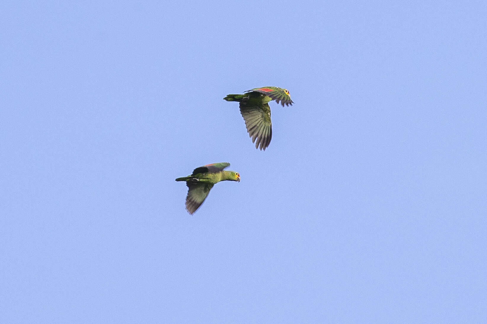 Image of Amazona autumnalis autumnalis (Linnaeus 1758)