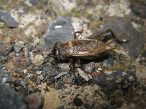 Image of Acanthogryllus acus Gorochov 1988