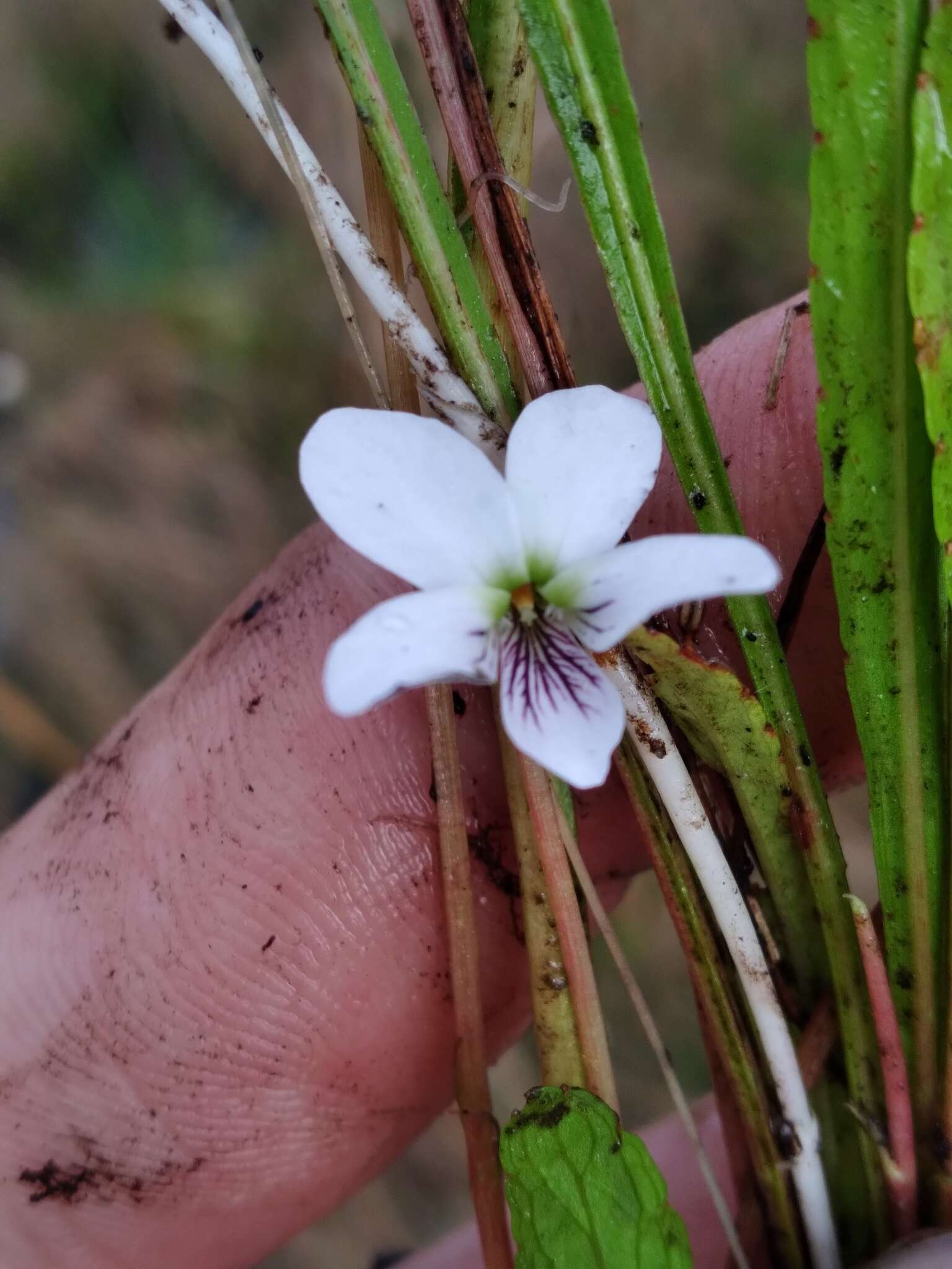 Image of bog white violet