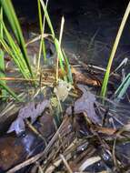 Image of Mountain Chorus Frog