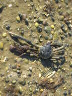 Image of Spider Crabs