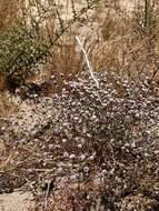 Image of Pinnacles buckwheat