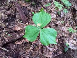 Image of Pacific trillium