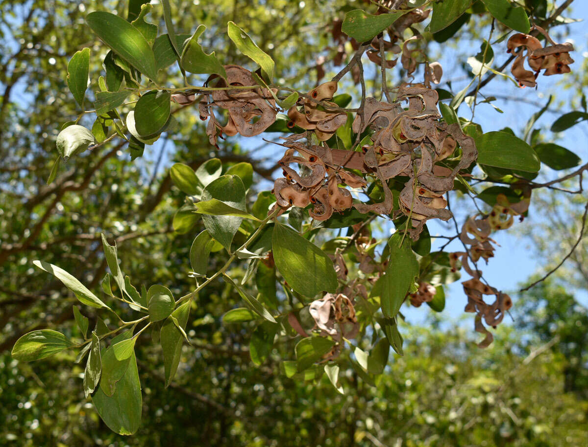 Image of Acacia oraria F. Muell.