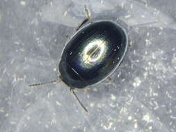 Image of <i>Phaedon tumidulus</i>