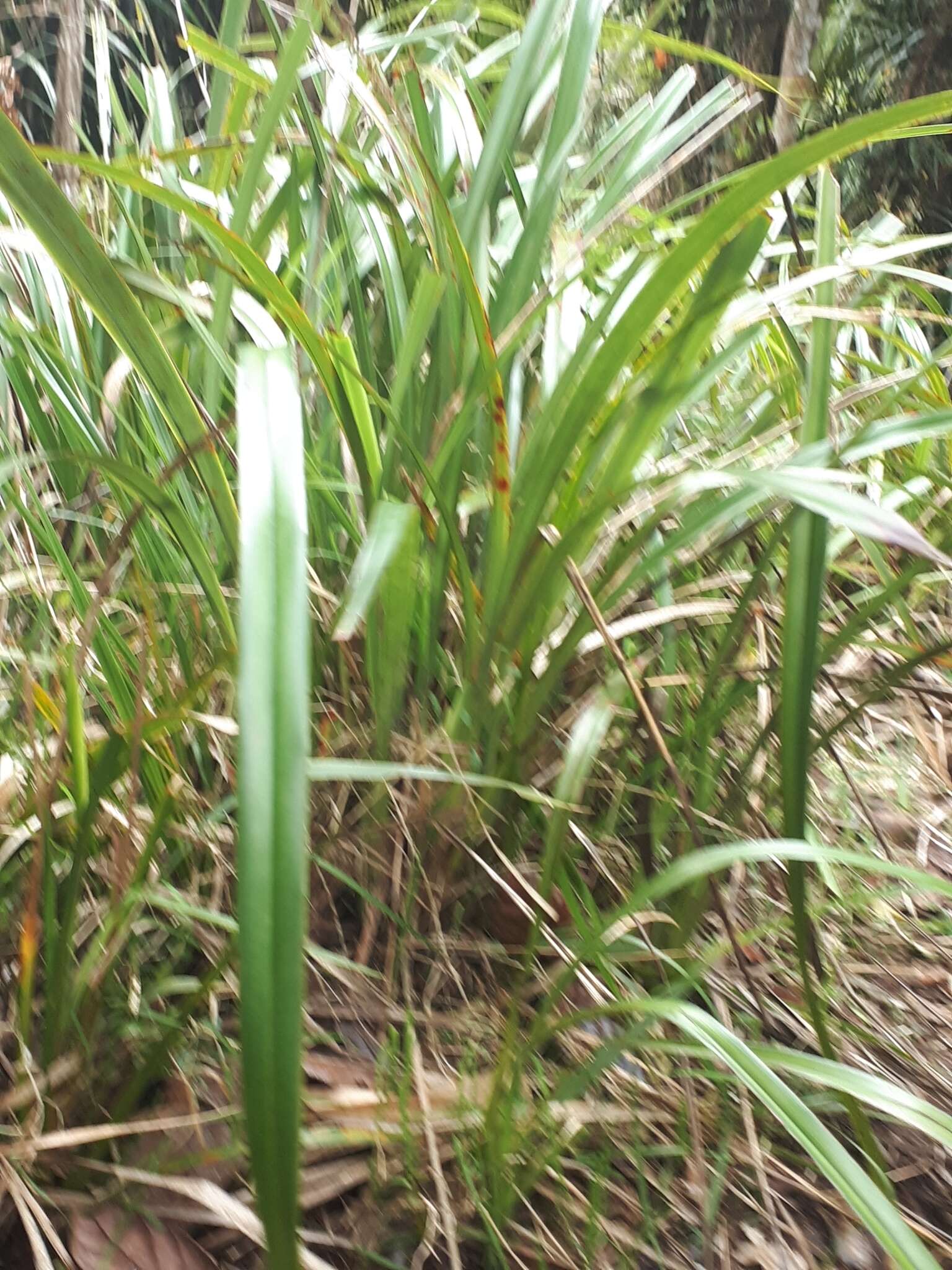 Image of Dianella latissima Heenan & de Lange