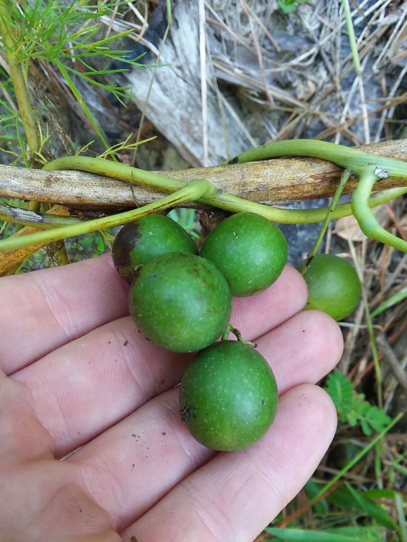 Image de Calycocarpum lyonii (Pursh) Nutt. ex A. Gray