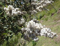 صورة Tarchonanthus littoralis