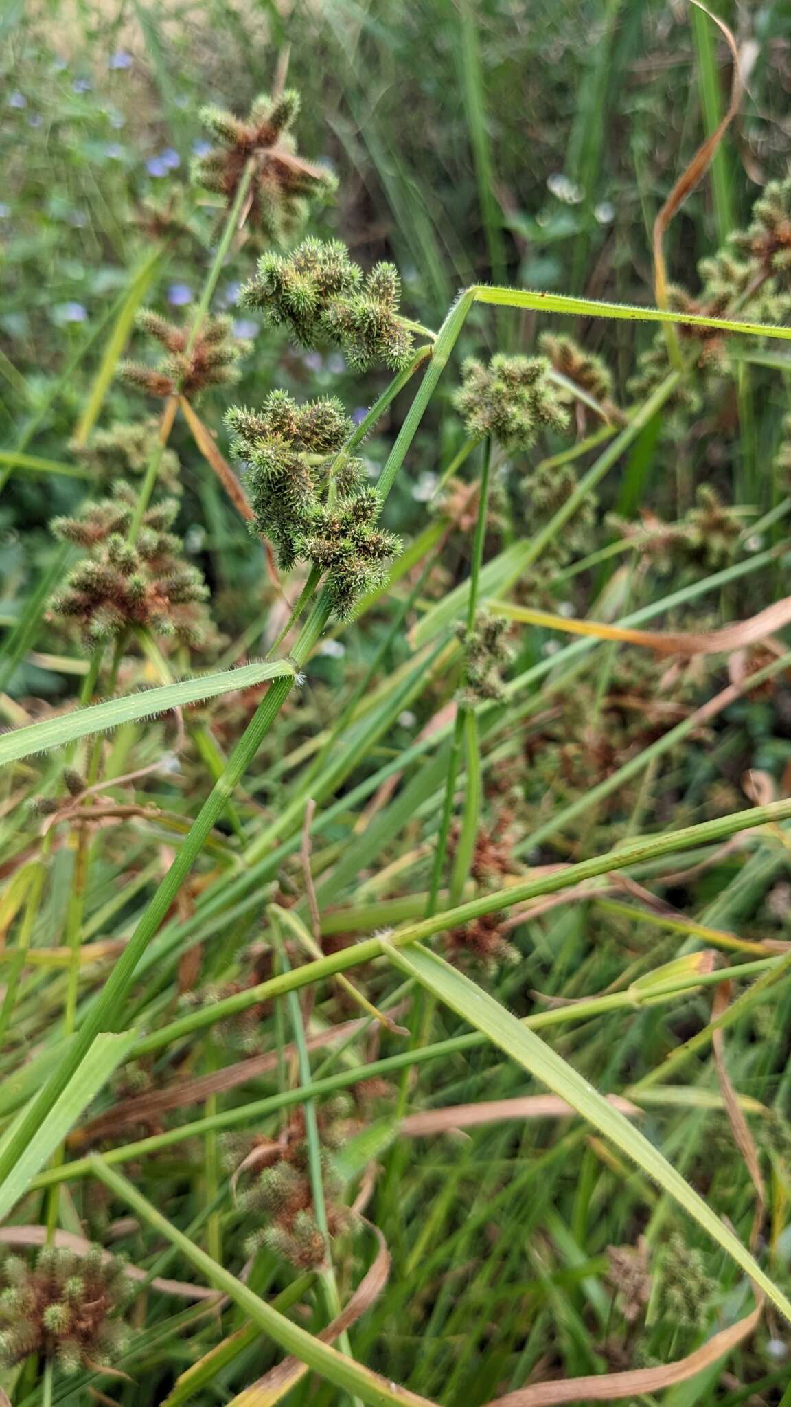 Image of Fuirena ciliaris (L.) Roxb.