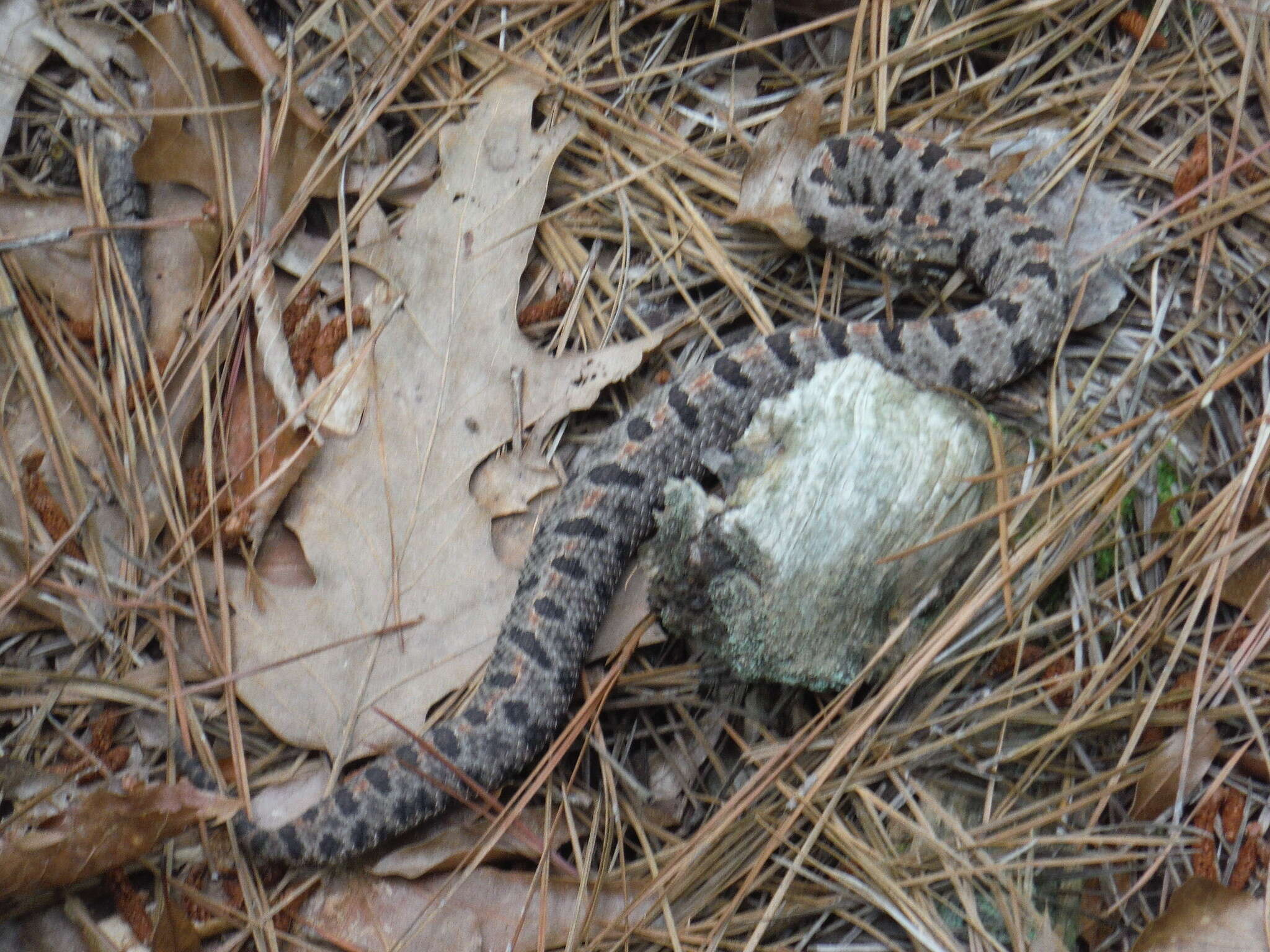 Image de Sistrurus miliarius streckeri Gloyd 1935