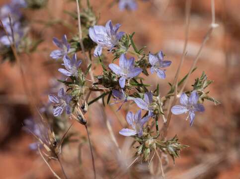 Imagem de Eriastrum eremicum subsp. zionis (T. T. Craig) S. J. De Groot