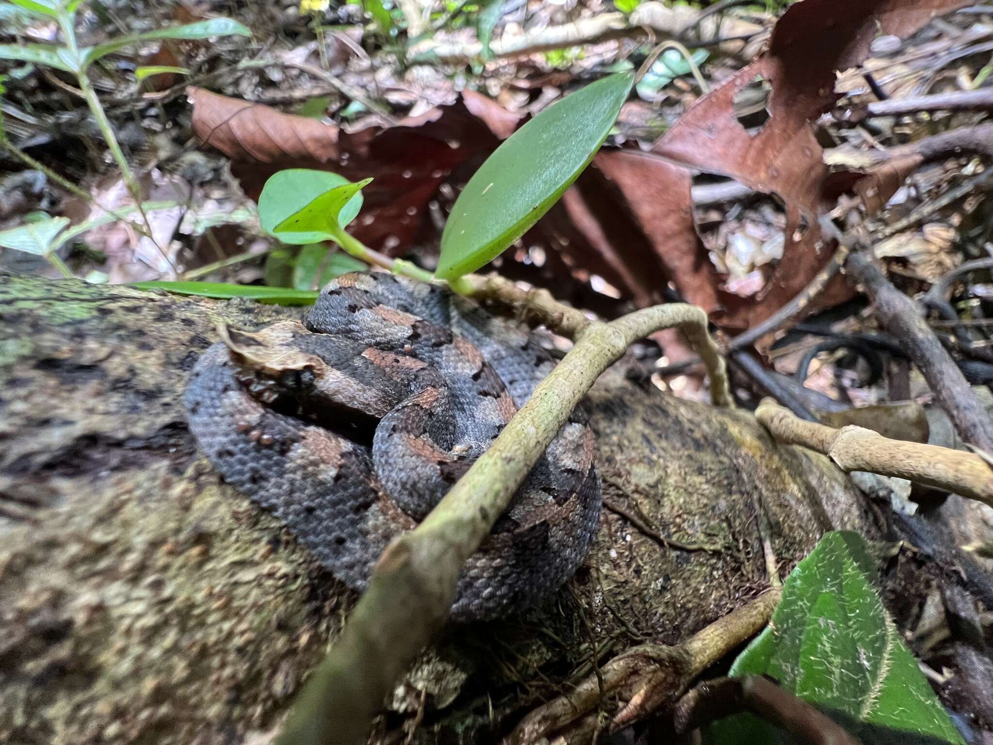 Image of White-tailed Hognose Viper