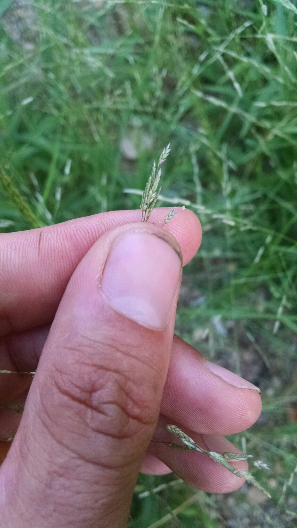 Imagem de Eragrostis pectinacea (Michx.) Nees