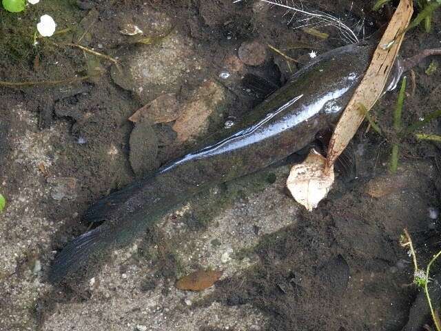 Image of Black snakehead